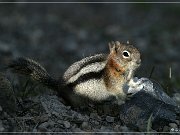 Ground Squirrel