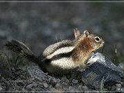 Ground Squirrel