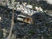 Ground Squirrel