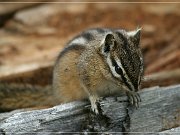 Ground Squirrel