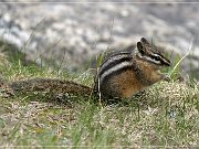 Ground Squirrel