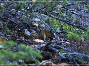 Ground Squirrel