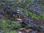 Ground Squirrel