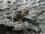 Ground Squirrel