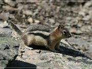 Ground Squirrel