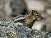 Ground Squirrel