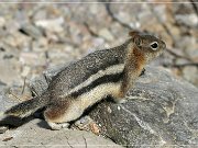 Ground Squirrel
