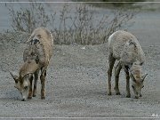 Bighorn Sheep