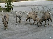 Bighorn Sheep