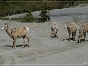 Bighorn Sheep