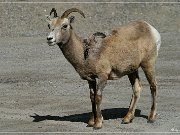 Bighorn Sheep