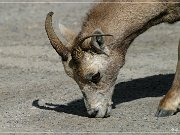 Bighorn Sheep