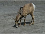 Bighorn Sheep
