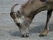 Bighorn Sheep
