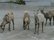 Bighorn Sheep