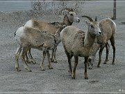 Bighorn Sheep