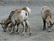 Bighorn Sheep