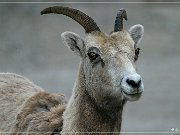 Bighorn Sheep