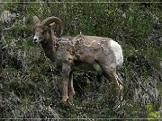 Bighorn Sheep