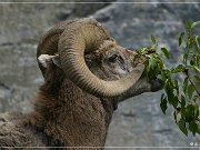 Bighorn Sheep