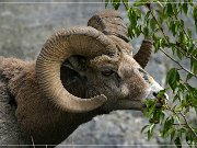 Bighorn Sheep