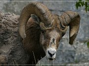 Bighorn Sheep