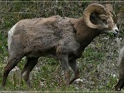 Bighorn Sheep