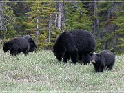 Schwarzbär