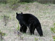 Schwarzbär