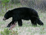 Schwarzbär