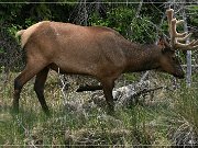 Wapiti