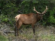 Wapiti