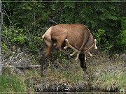 Wapiti