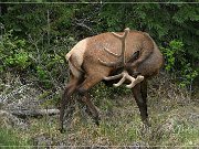 Wapiti