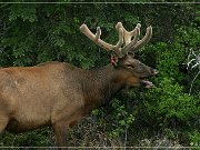 Wapiti