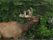 Wapiti