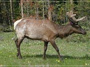 Wapiti