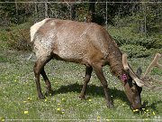 Wapiti