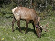 Wapiti