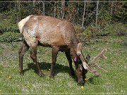 Wapiti