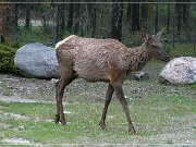 Wapiti