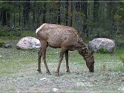 Wapiti