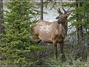 Wapiti