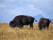 Bison Paddock Loop Road