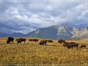 Bison Paddock Loop Road