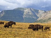 Bison Paddock Loop Road