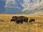 Bison Paddock Loop Road