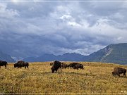 Bison Paddock Loop Road