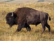 Bison Paddock Loop Road