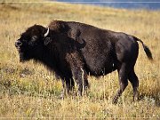 Bison Paddock Loop Road